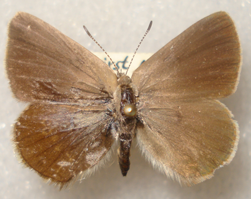 Dorsal wing surfaces of B.C. specimen of Half-moon Hairstreak