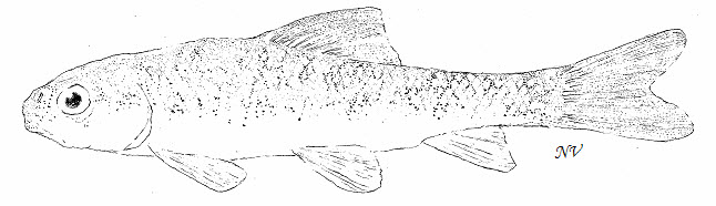 Black and white illustration of an adult Copper Redhorse (lateral view).