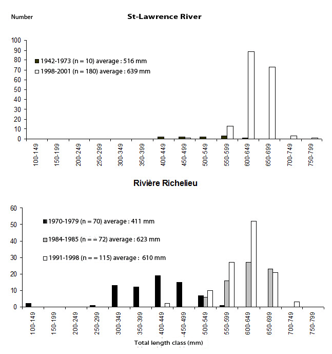 Size frequency distribution of Copper Redhorse in the St. Lawrence River and the Rivière Richelieu.