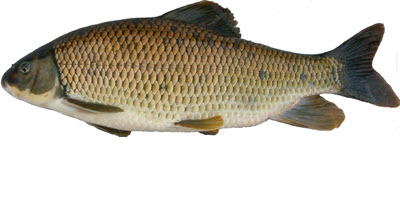 Illustration of the Copper Redhorse, Moxostoma hubbsi, (lateral view). The Copper Redhorse is a large-scaled fish with an inferior mouth. It has a short, massive head, shaped like an equilateral triangle, with a moderately high arch rising sharply behind the head, creating a humpback appearance. The colouring of the dorsal surface, head, and sides ranges from coppery to olive. The ventral surface of the body is a paler shade of the colour of the sides and the fins are coppery to dusky.