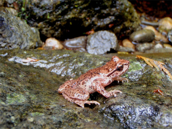 Photo of Coastal Tailed Frog