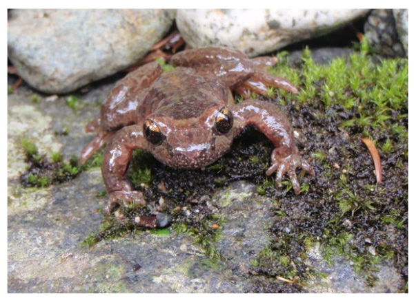 Photo of Coastal Tailed Frog adult