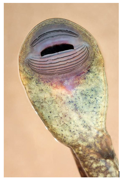 Image of Coastal Tailed Frog tadpole