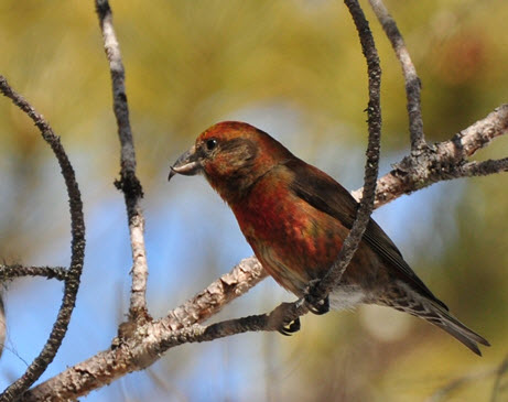 Male Red Crossbill sitting in a tree (see long description below)