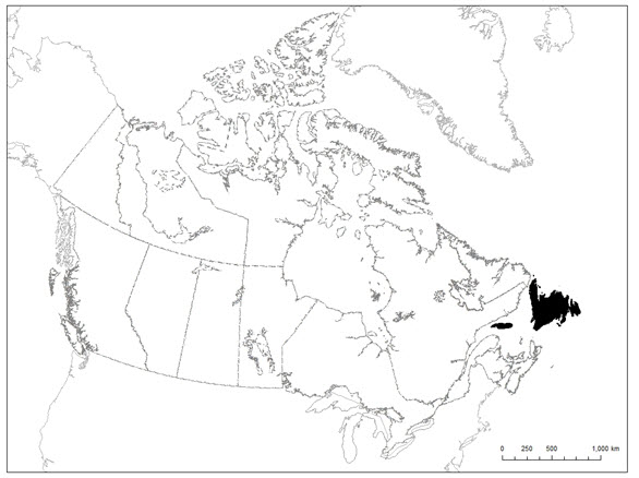 Map of global distribution of Red Crossbill (see long description below)