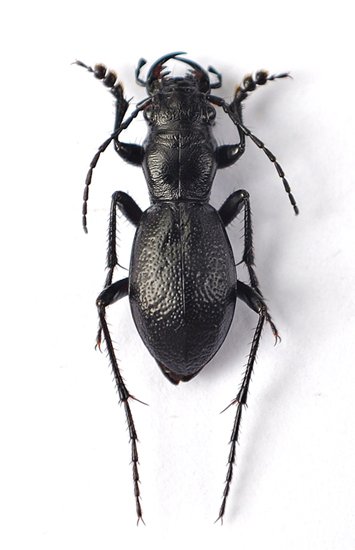 Male Audouin's Night-stalking Tiger Beetle. Andrew E. McKorney collection specimen