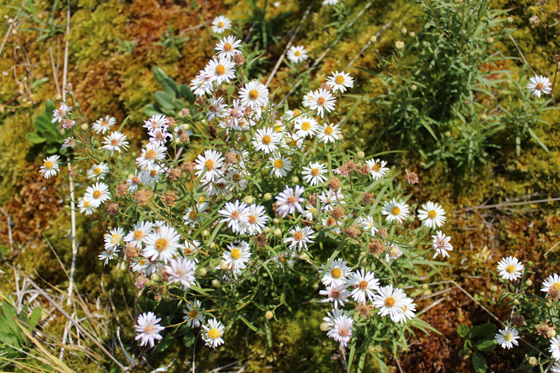 Aster de la Nahanni.