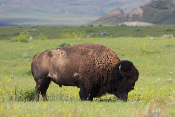 Bison des prairies.