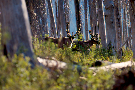 Caribou, Southern Mountain Population