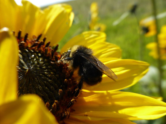 Bourdon de l'Ouest de la sous-espèce occidentalis.