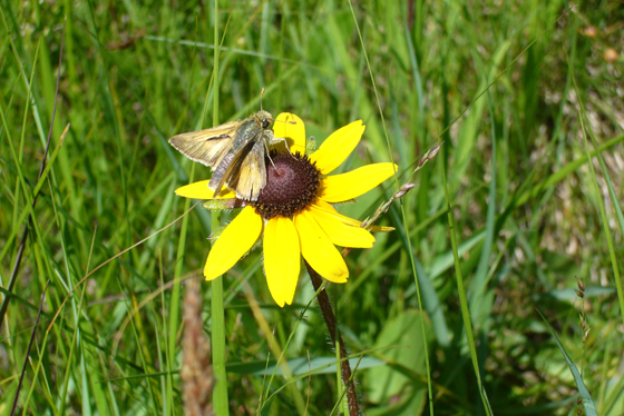 Dakota Skipper