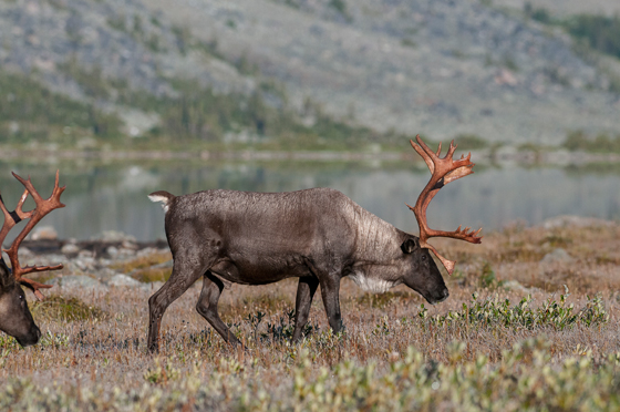 Mâle caribou (Population des montagnes du Centre).
