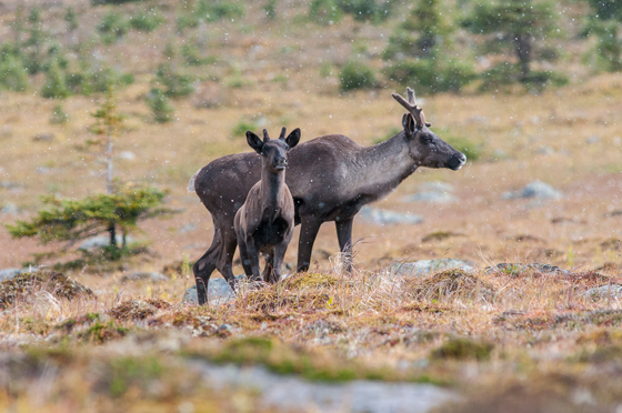 Mère caribou avec son veau (Population des montagnes du Centre)