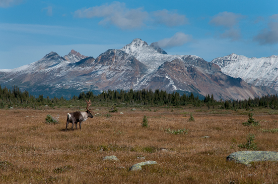 Un caribou dans son habitat (Population des montagnes du Centre)