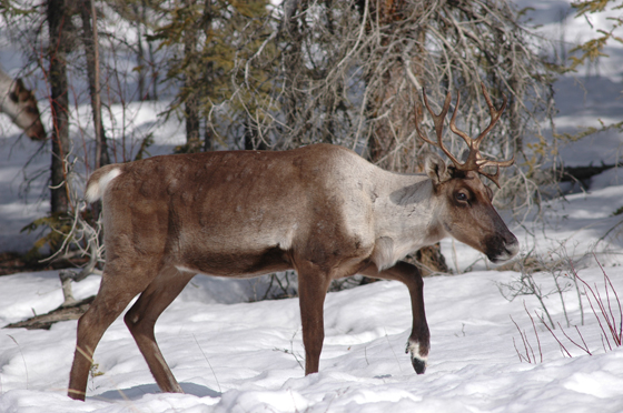 Caribou de la population des montagnes du Nord.