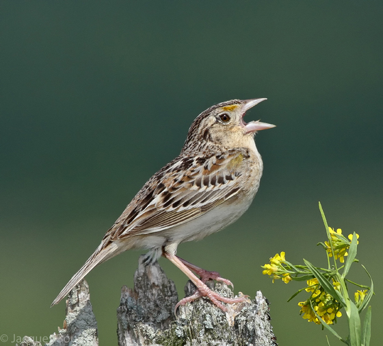 Grasshopper Sparrow