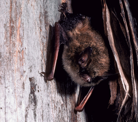 Chauve-souris nordique.
