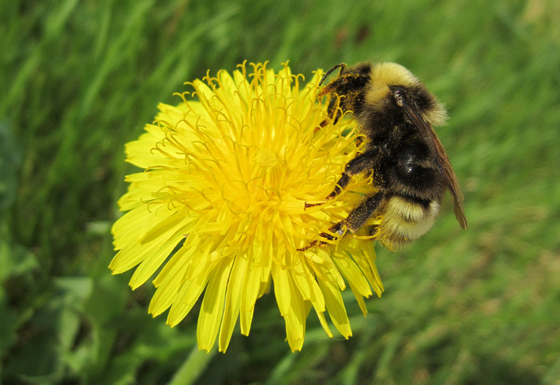 Gypsy Cuckoo Bumble Bee