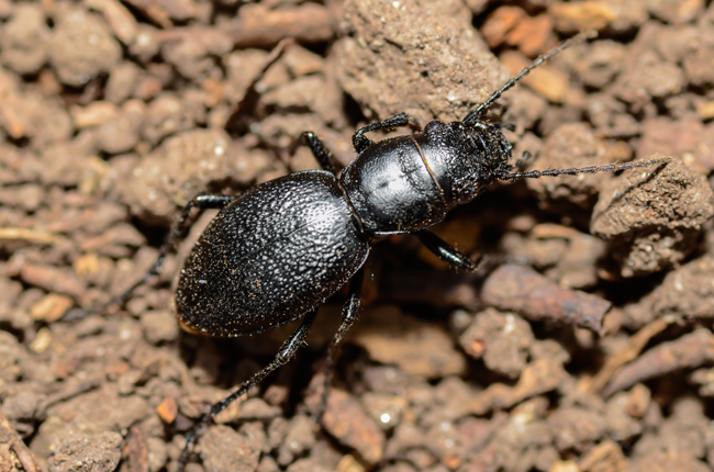 Cicindèle d'Audouin mâle. Spécimen de la collection d'Andrew E. McKorney..