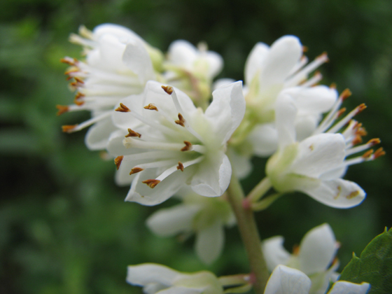 Fleur du Clèthre à feuilles d'aulne