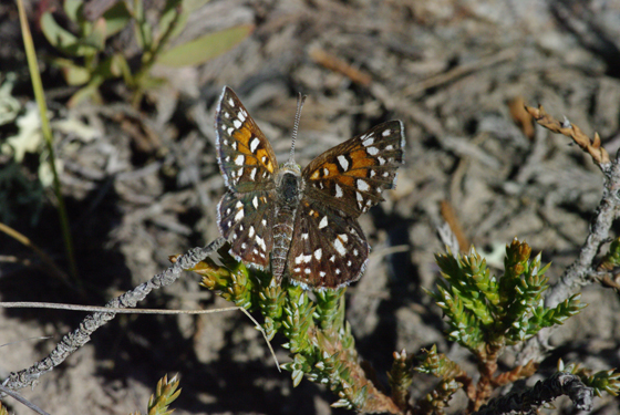 Mormon Metalmark (Prairie population)