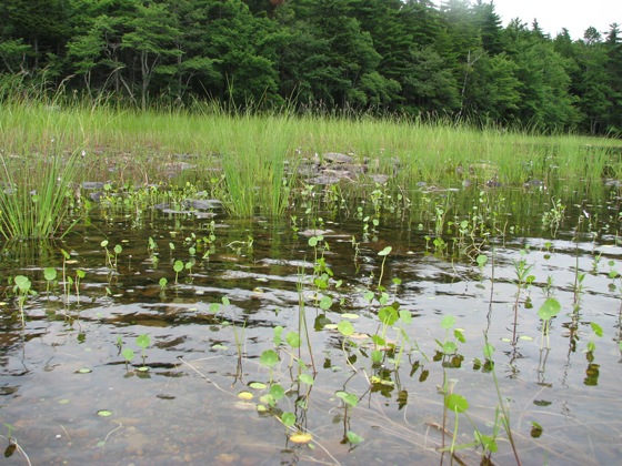 Colonie de l'Hydrocotyle à ombelle.