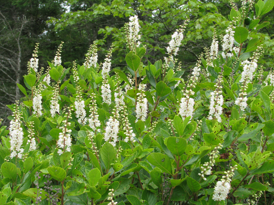 Sweet Pepperbush