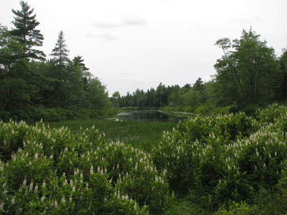 Sweet Pepperbush flower