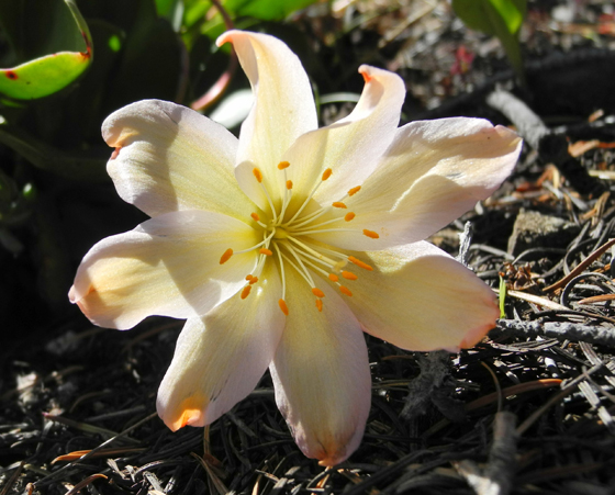 Close-up photo of a Tweedy's Lewisia flower