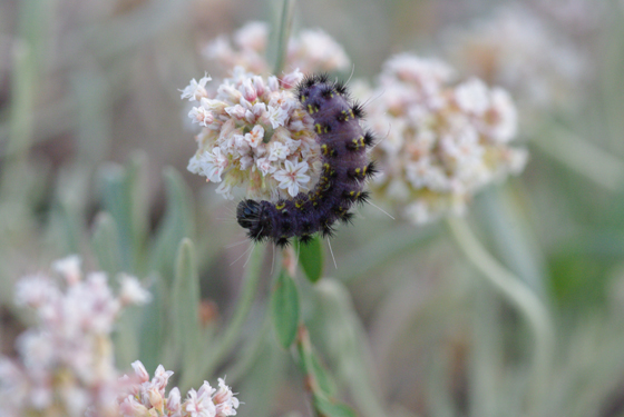 Mormon (Population des Prairies).