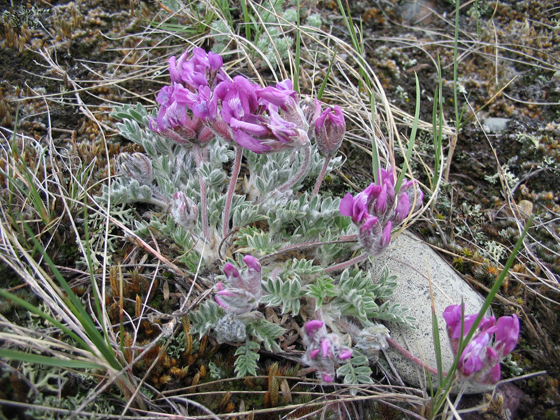 Oxytrope patte-de-lièvre.