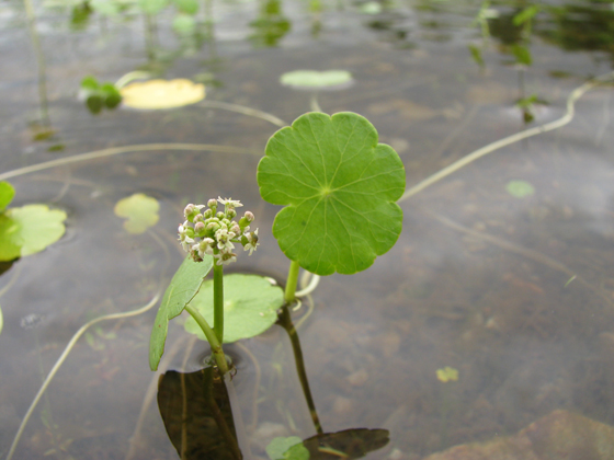 Water Pennywort