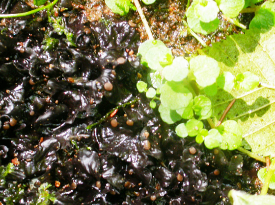 Peltigère éventail d'eau de l'Est.