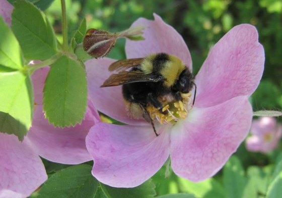 Western Bumble Bee mckayi subspecies