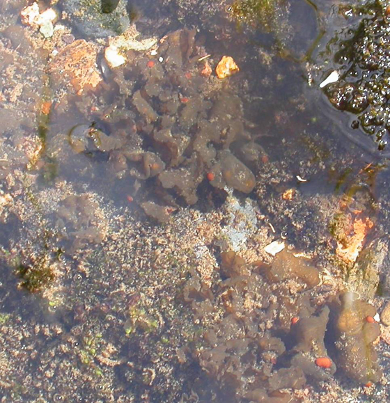 Peltigère éventail d'eau de l'Ouest.