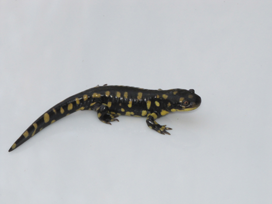 Salamandre tigrée de l'Est (Population des Prairies).