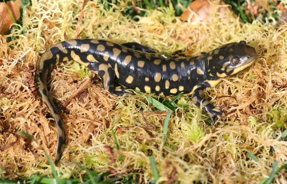 Salamandre tigrée de l'Est.