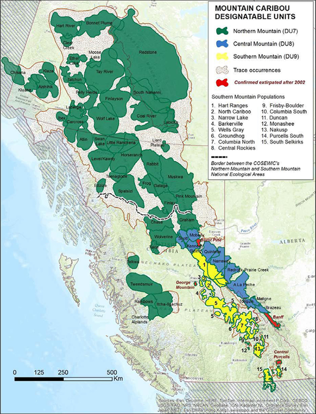 Distribution of the Caribou subpopulations in the Northern Mountain
