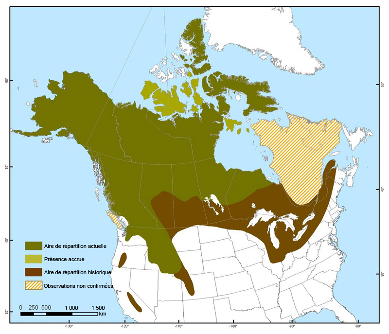 Répartition nord-américaine du Carcajou