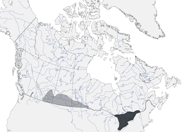 Canadian range of the Grasshopper Sparrow