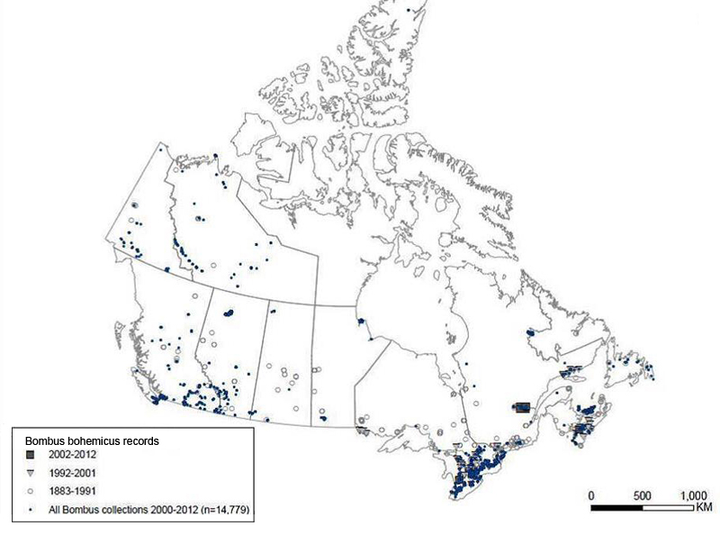 Gypsy Cuckoo Bumble Bee records in Canada