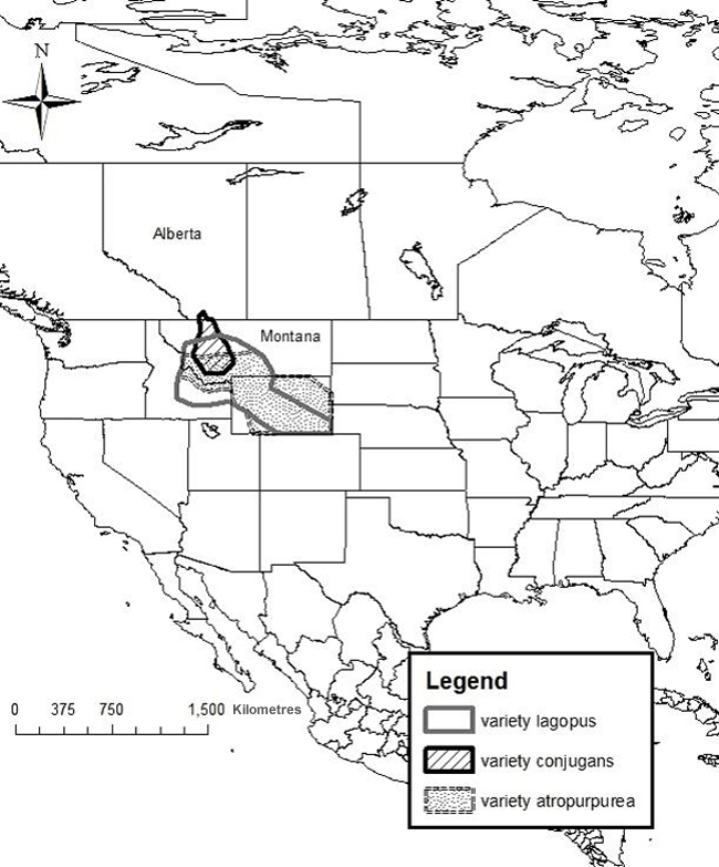 Global distribution of the three varieties