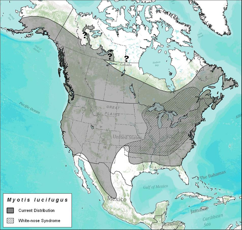 Approximate distribution of the Little Brown Myotis