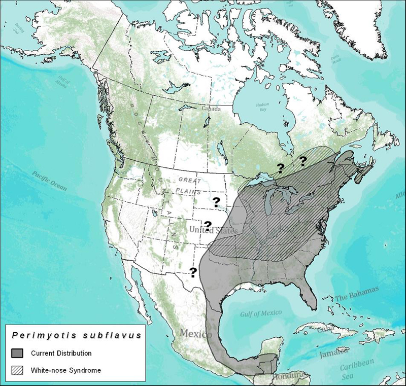 Approximate distribution of the Tri-colored Bat