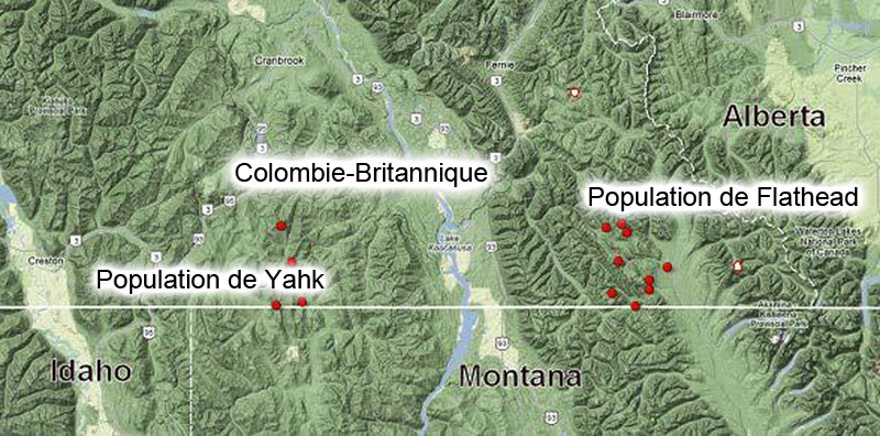 Distribution of the Caribou subpopulations in the Northern Mountain
