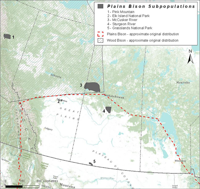 Approximate pre-settlement range of Plains Bison