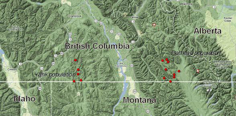 Distribution of the Rocky Mountain Tailed Frog in Canada