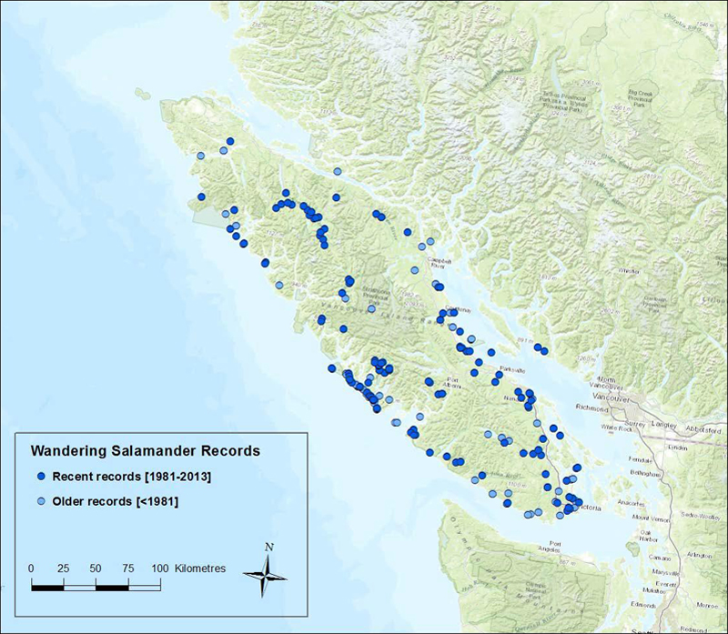 Distribution of the Wandering Salamander in Canada
