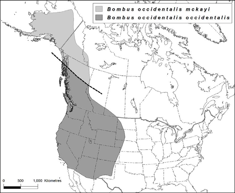 Global range map of the Western bumble bee