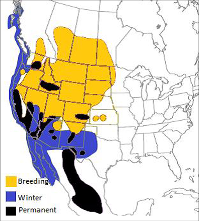 Global range map of the Western bumble bee